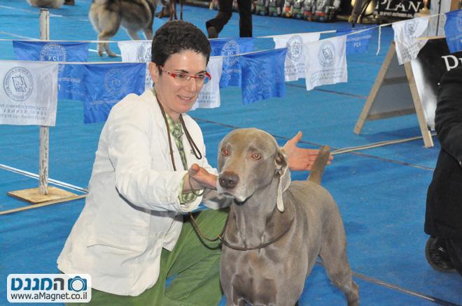 תמונה גדולה